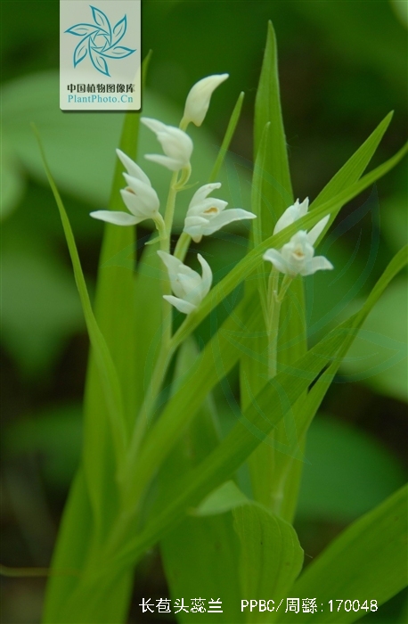  p>长苞头蕊兰(学名: i>cephalanthera longibracteata /i>  bl.