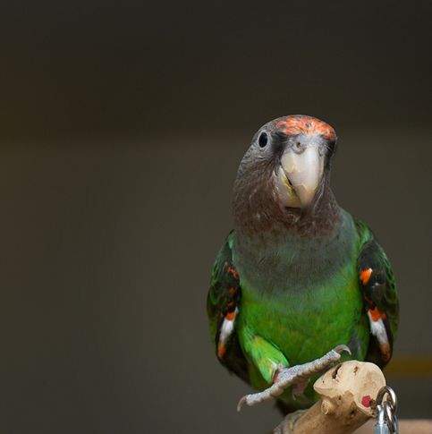  p>瑞氏灰头鹦鹉(学名:poicephalus fuscicollis fuscicollis)是典型