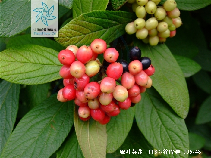  p>皱叶荚 b>蒾 /b>(学名: i>viburnum rhytidophyllum /i> hemsl.