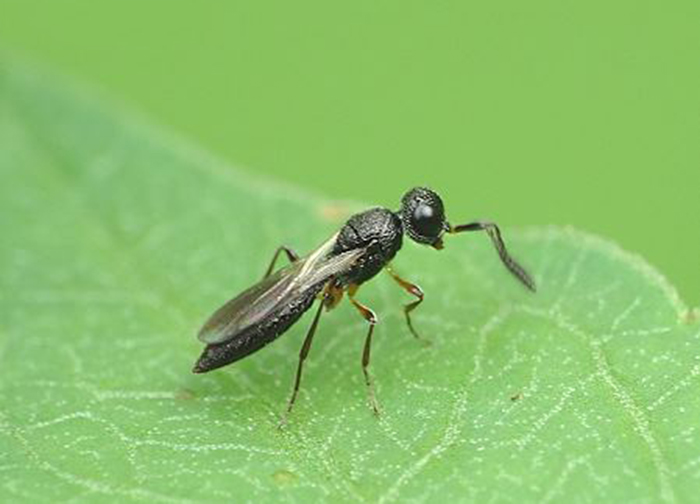 erythrinae /i> kim属植食性 a href="#" data-lemmaid="30467">昆虫 