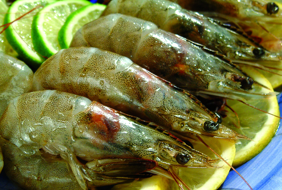 青虾