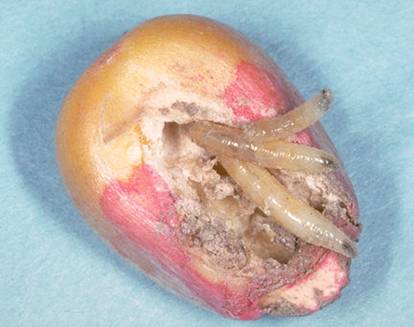  p>葱地种蝇,delia antigua meigen,属双翅目, a href="#" data-lemma