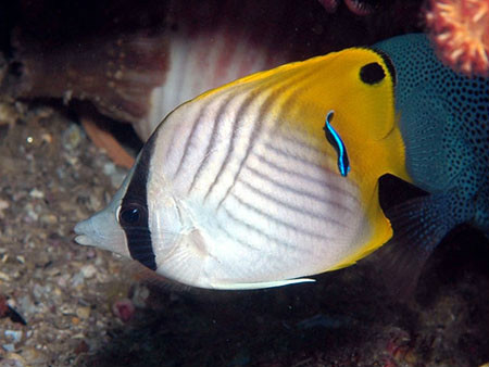 auriga),又称 a target="_blank" href="/item/扬幡蝴蝶鱼/4930515"