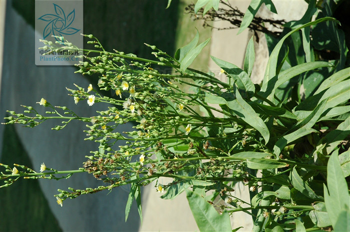 shih /i>)是菊科翅果菊属的植物,翼柄5厘米,侧裂片2-5对,总苞片4-5