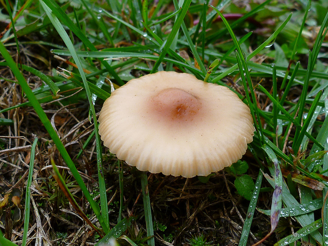  p>硬柄小皮伞又称硬柄皮伞,仙环上皮伞.子实体较小.