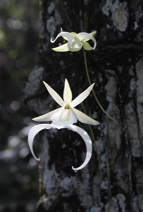 ="/item/兰科/1122540" data-lemmaid="1122540">兰科 /a>幽灵兰属 a