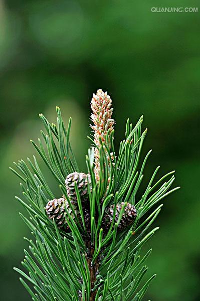 p>马尾松(学名: i>pinus massoniana /i> lamb i>.