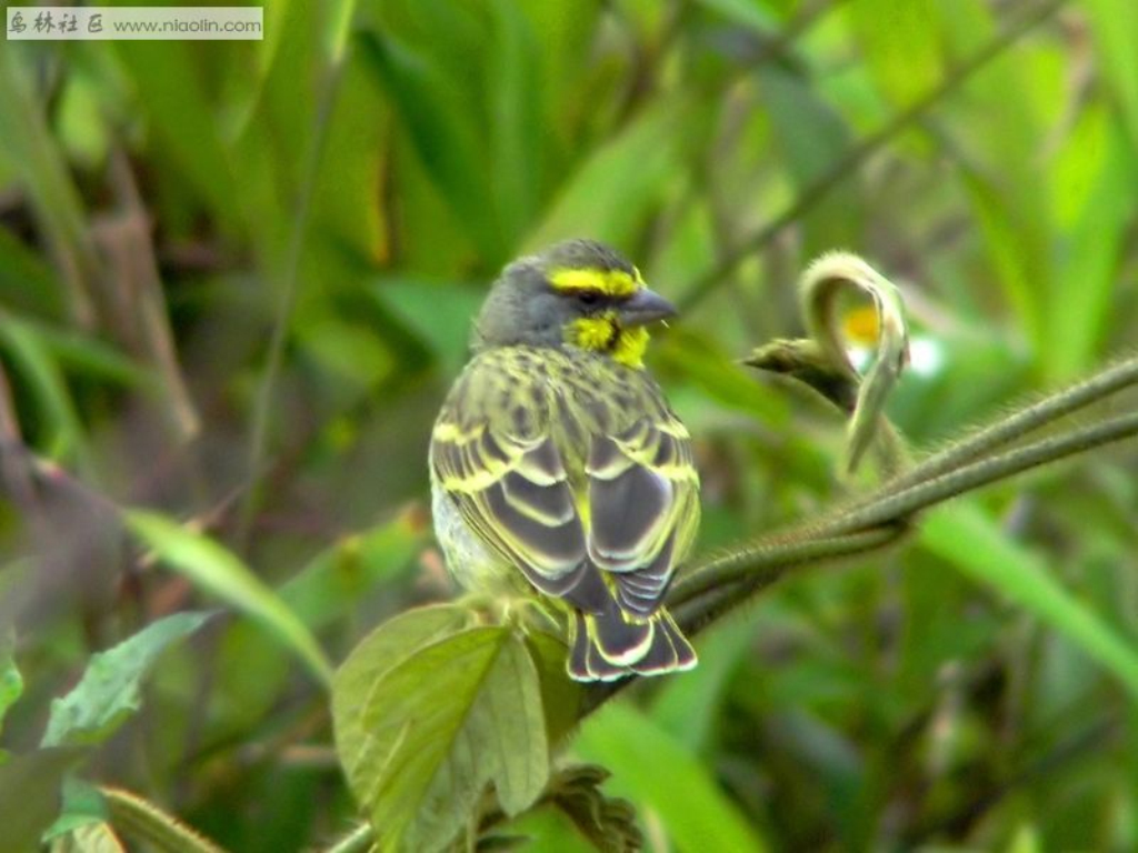 别名玉鸟, a href="#" data-lemmaid="1336057">白玉鸟 /a>,白燕, a