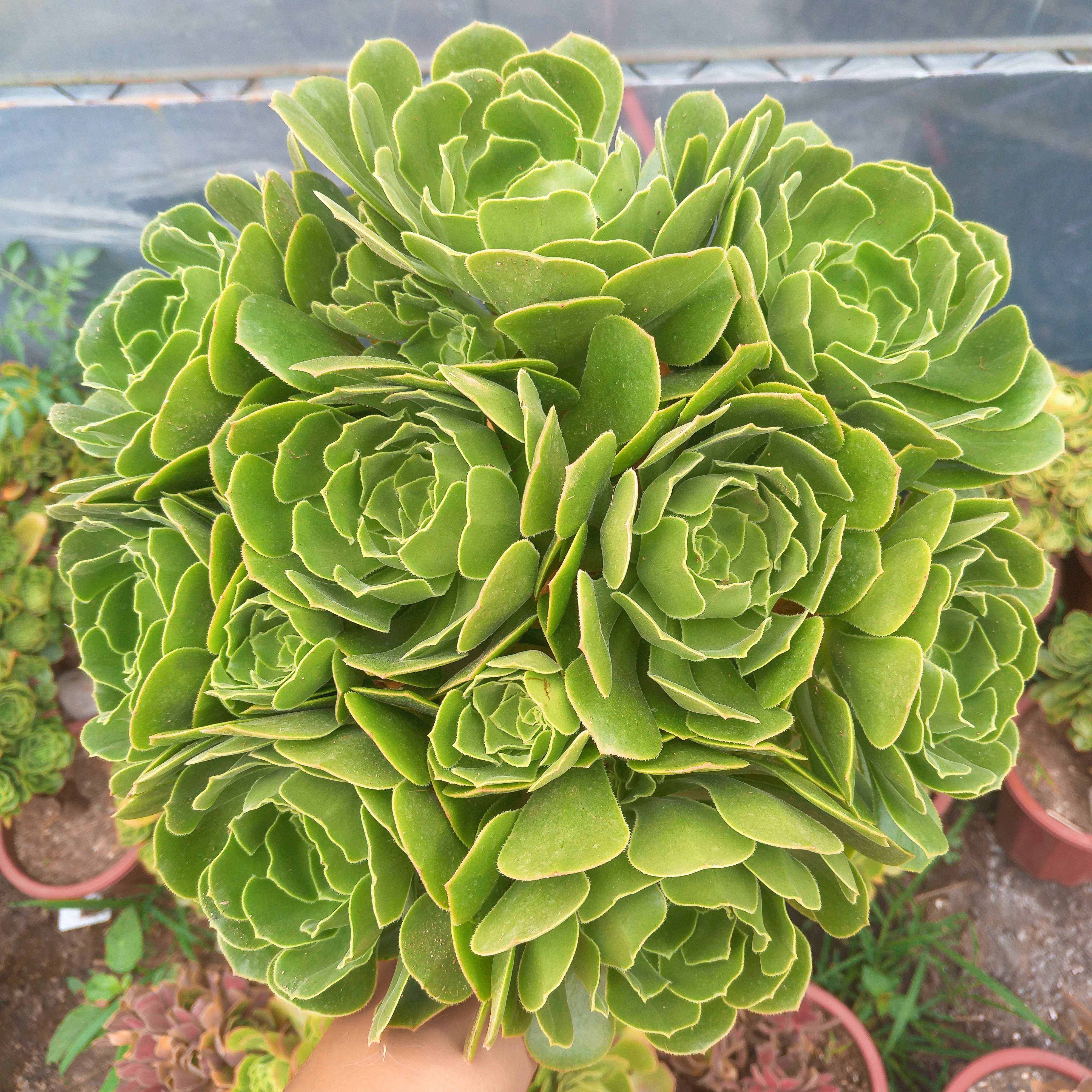 p>莲花掌(学名: i>aeonium /i>  i>arboreum /i> webb &amp