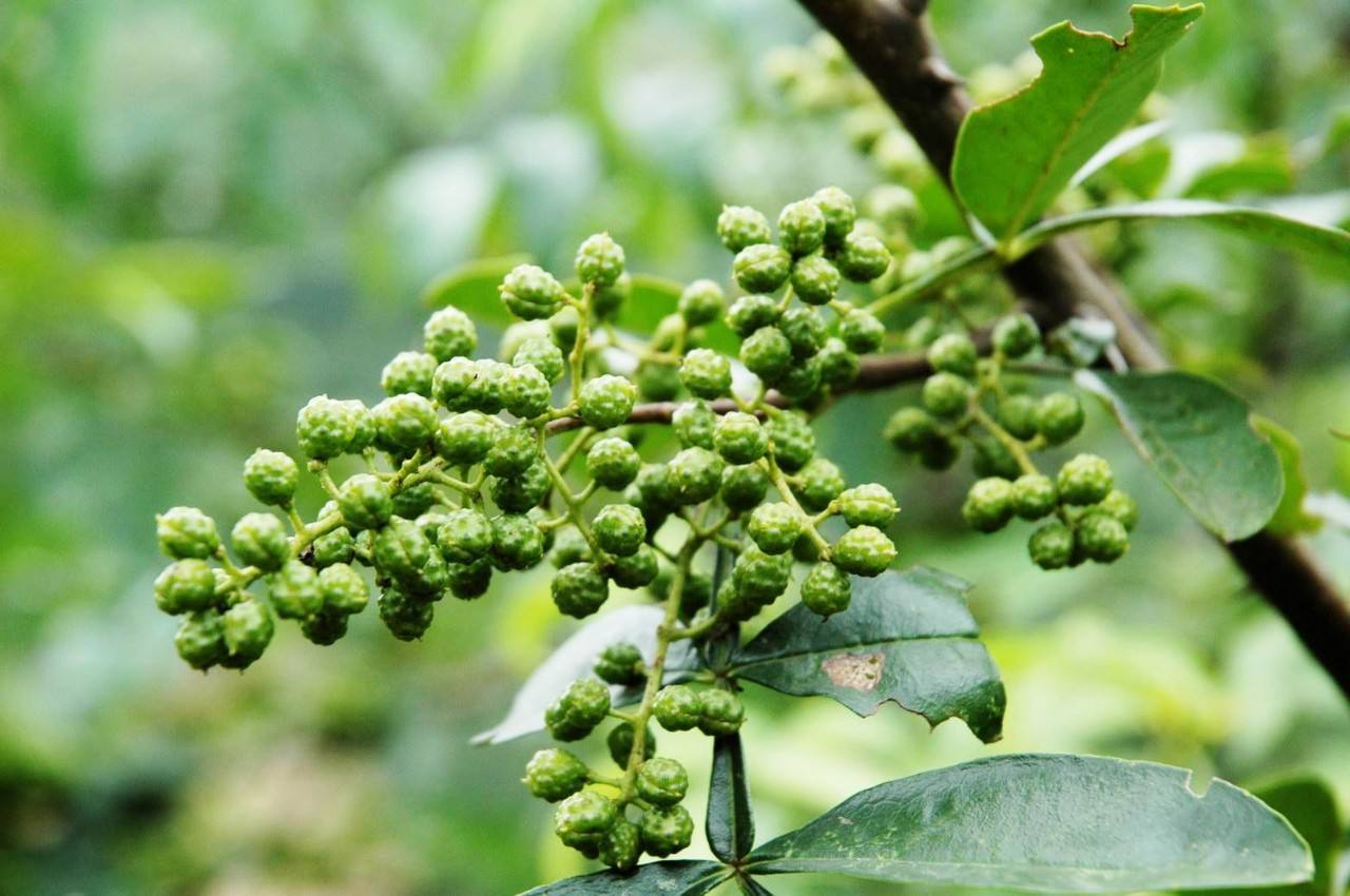 花椒怎么出味( 花椒怎么出味快 )