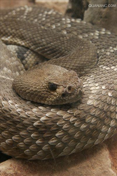  p>南美响尾蛇(crotalus durissus)是一种分布在南美洲的响尾蛇.