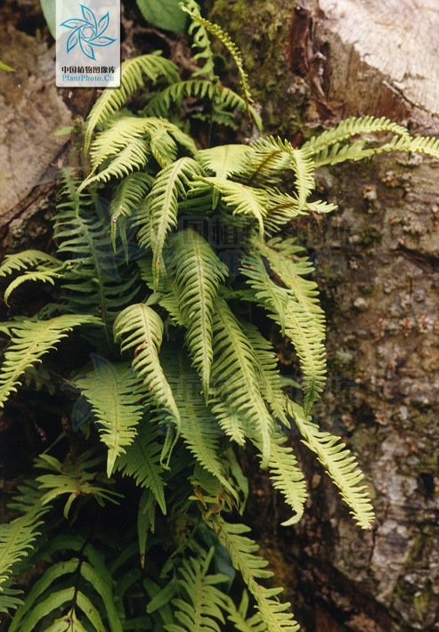  p>濑水龙骨(学名: i>polypodiodes lachnopus /i>)是水龙骨科水龙骨