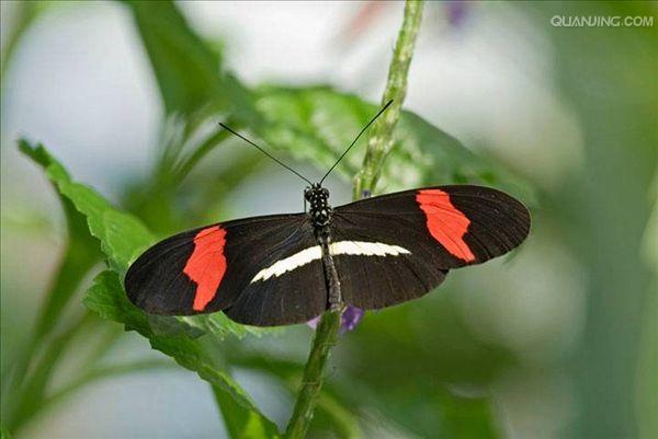  p>红带袖蝶 i>(学名:heliconius melpomene) /i>,又名红色邮差蝴蝶