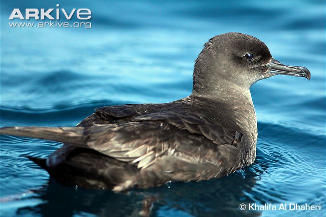 sooty shearwater