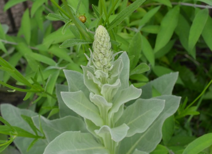 ypsilandra thibetica franch.