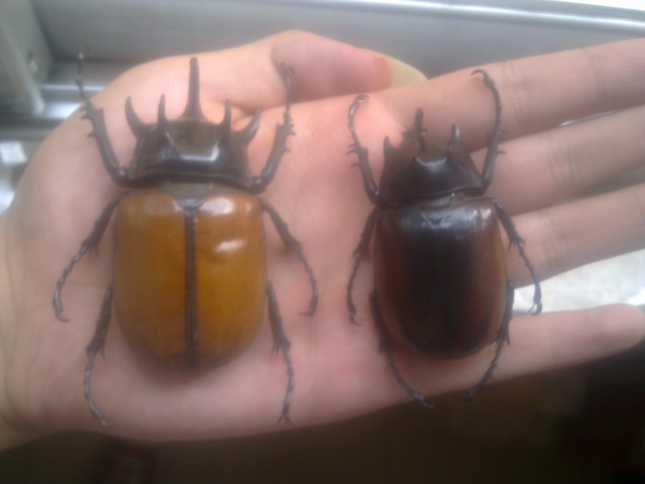  p>细角疣犀金龟所知共有五个亚种, 全部分布于中国云南广西到 a href