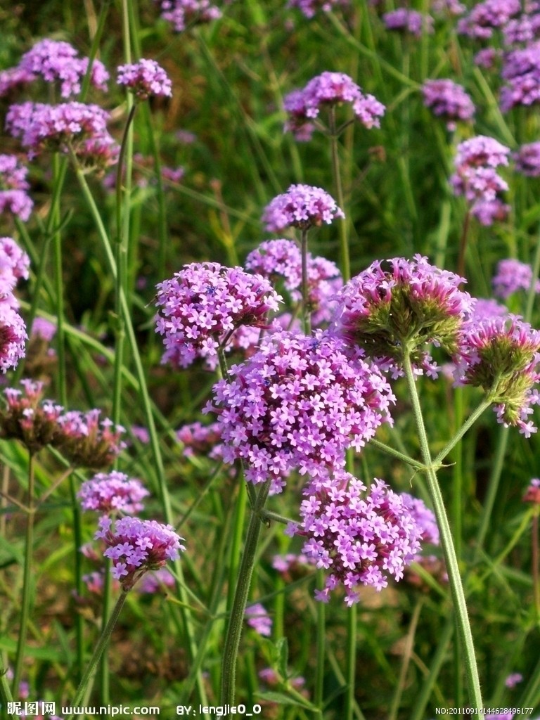  p>千解草属( a href="#" data-lemmaid="8074290">学名 /a>: i>pygm