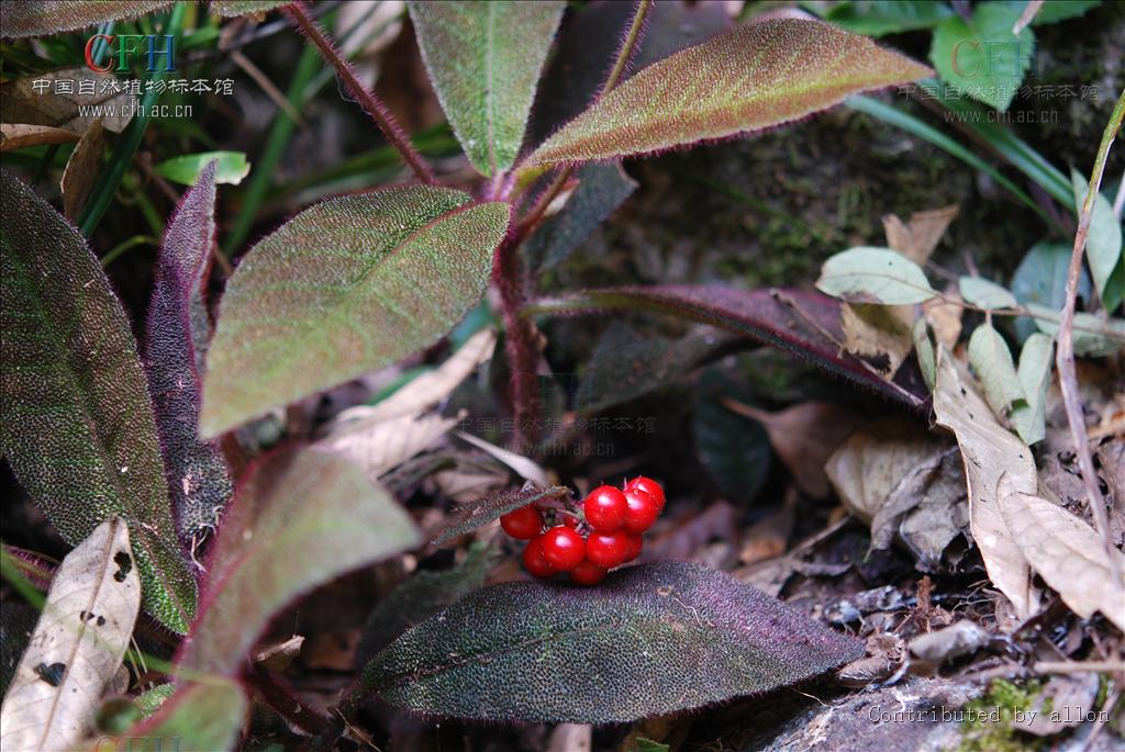  p>走马胎(学名: i>ardisia gigantifolia /i> stapf)是紫金牛科