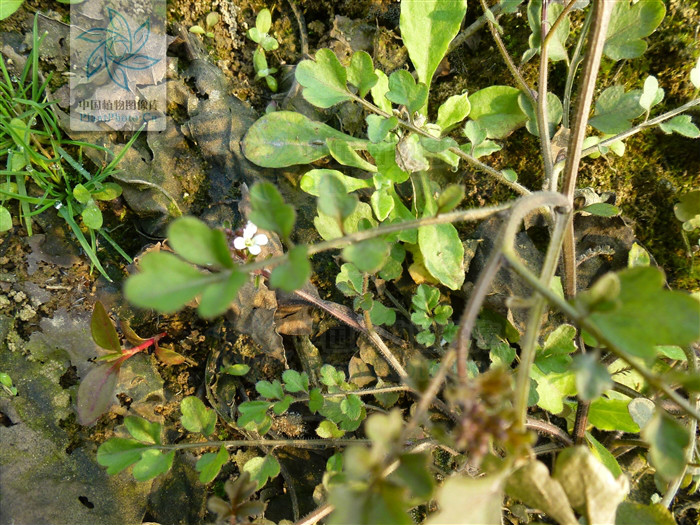  p> b>弯曲碎米荠 /b>(学名: i>cardamine flexuosa /i>)为十字花科 a