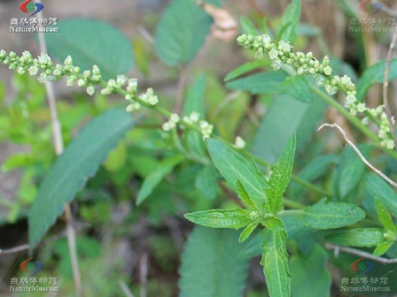 珍珠透骨草（大戟科地构叶属地构叶异名）_百度百科