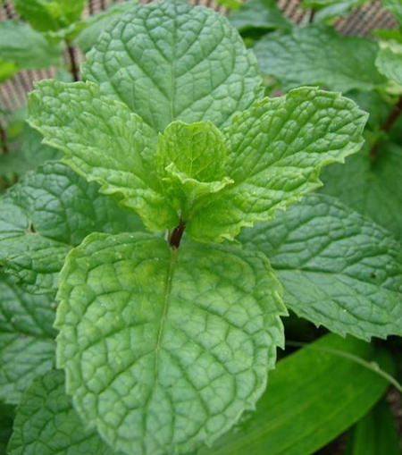  p data-id="tzaacagec6gc">吸毒草为唇形科薄荷属多年生草本植物.