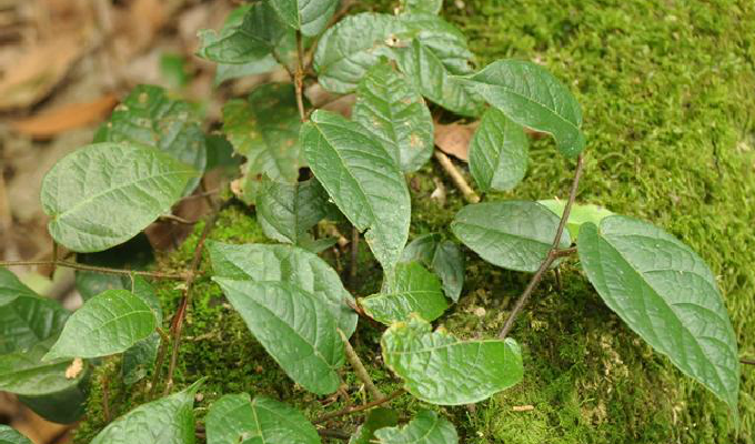 白背爬藤榕(变种)