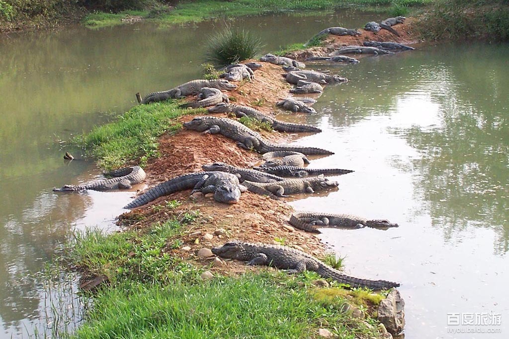 鳄鱼湖