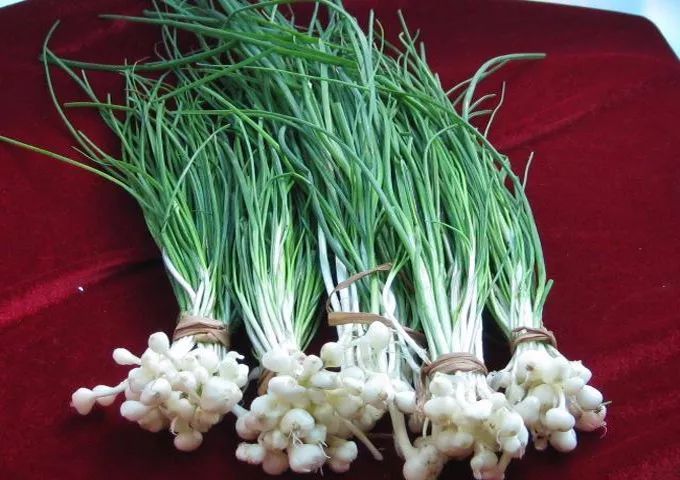  p data-id="gnsrw6u8pj">薤白( i>allium macrostemon /i> bunge)