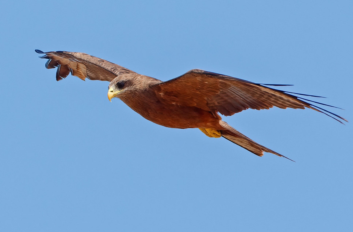  p>黄嘴鸢(学名: i>milvus aegyptius /i>):是鹰科,鸢属猛禽.