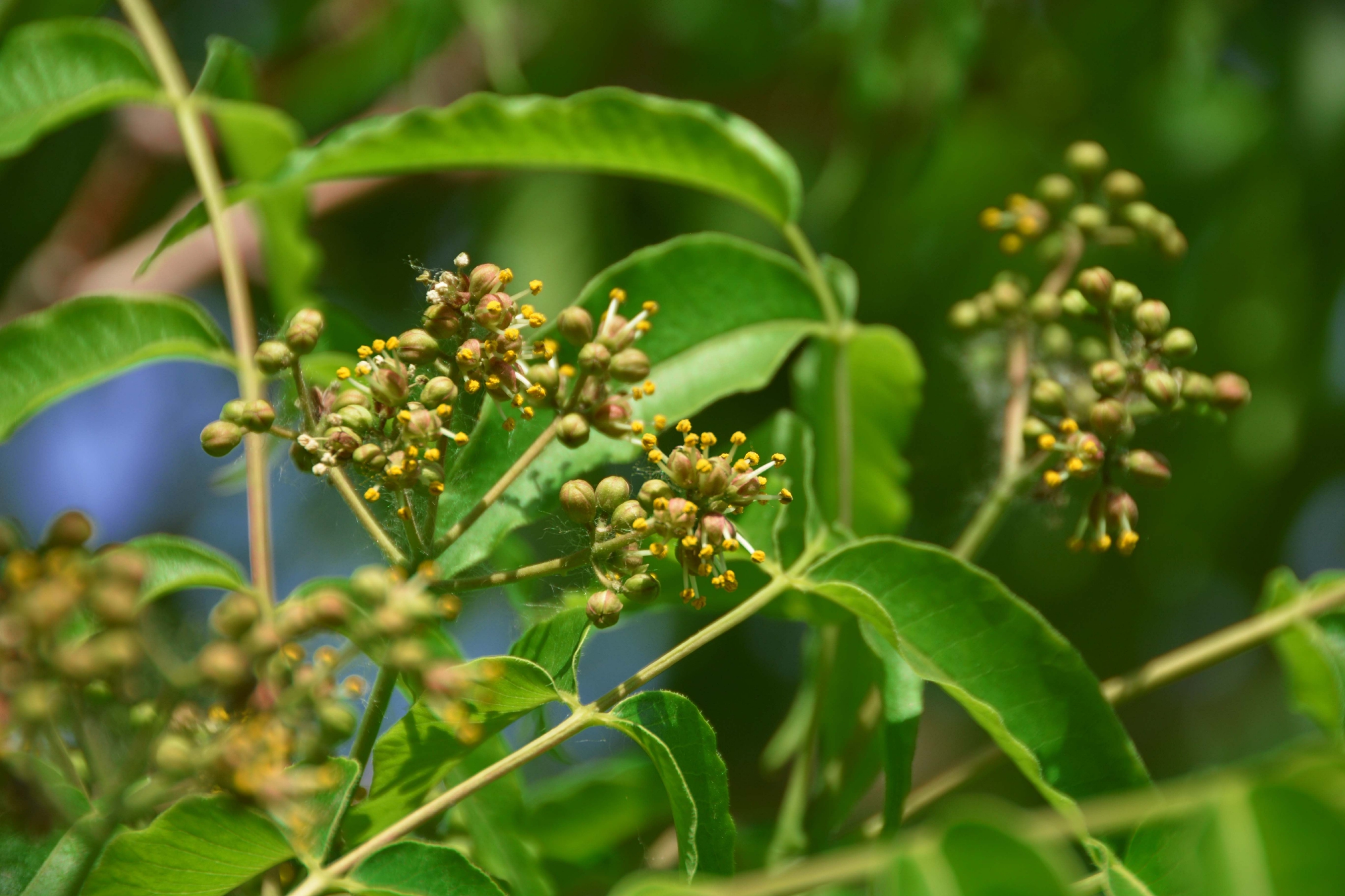 是芸香科黄檗属落叶乔木.