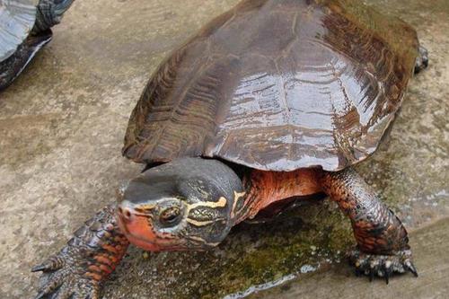  p>黑颈乌龟(学名: i>mauremys nigricans /i>)是龟科,乌龟属爬行动物