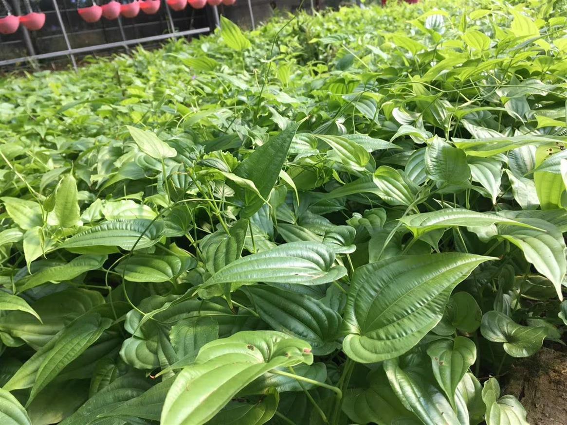百部（百部科百部属植物）_百度百科