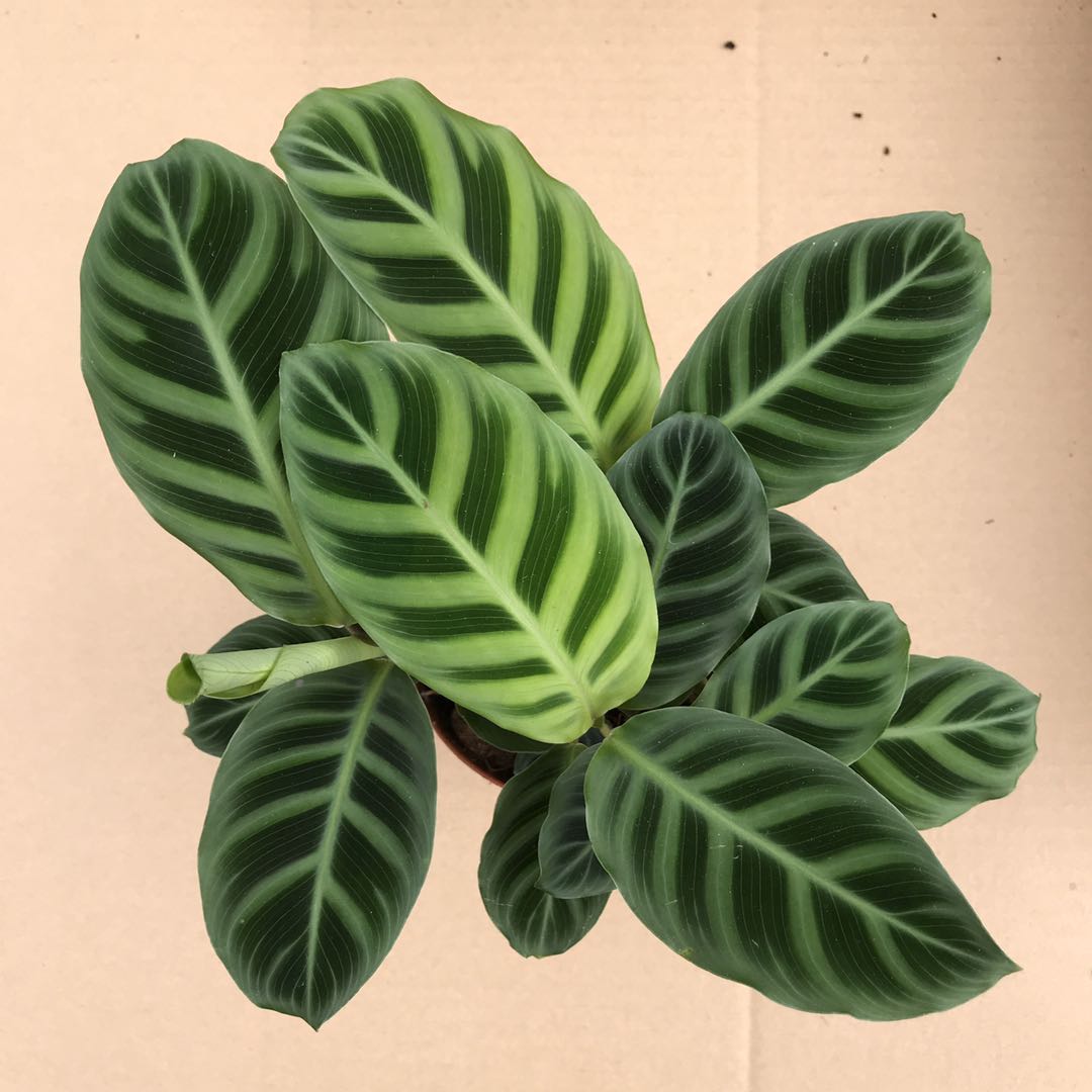 href="/item/肖竹芋属">肖竹芋属 /a>多年生中等大草本植物,株高可达1