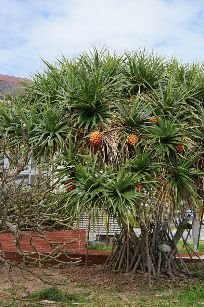 tectorius /i> parkinson)是露兜树科露兜树属的常绿分枝灌木或小乔木