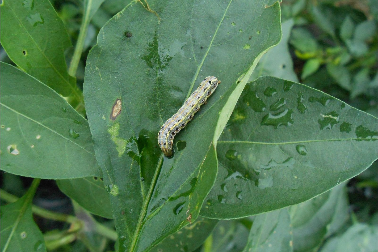  p>芥菜斜纹夜蛾,成虫体长14～16毫米,翅展35～40毫米. /p>