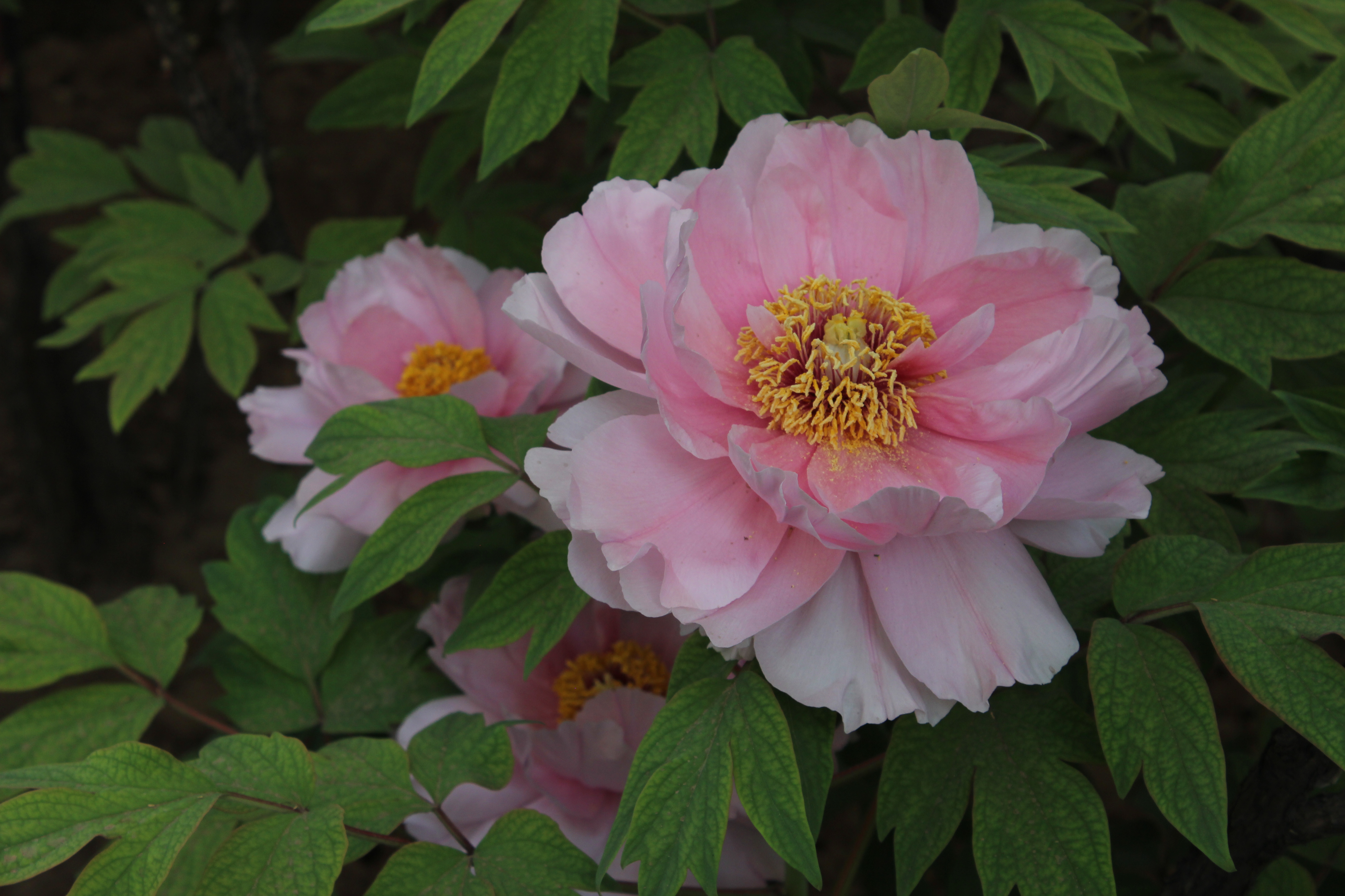 vwtws7z">新岛乙女,日本 a target="_blank" href="/item/牡丹/6080"