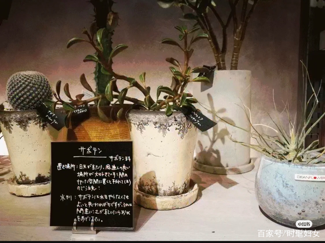 日本 表参道青山花店brunch点单指南 百科ta说