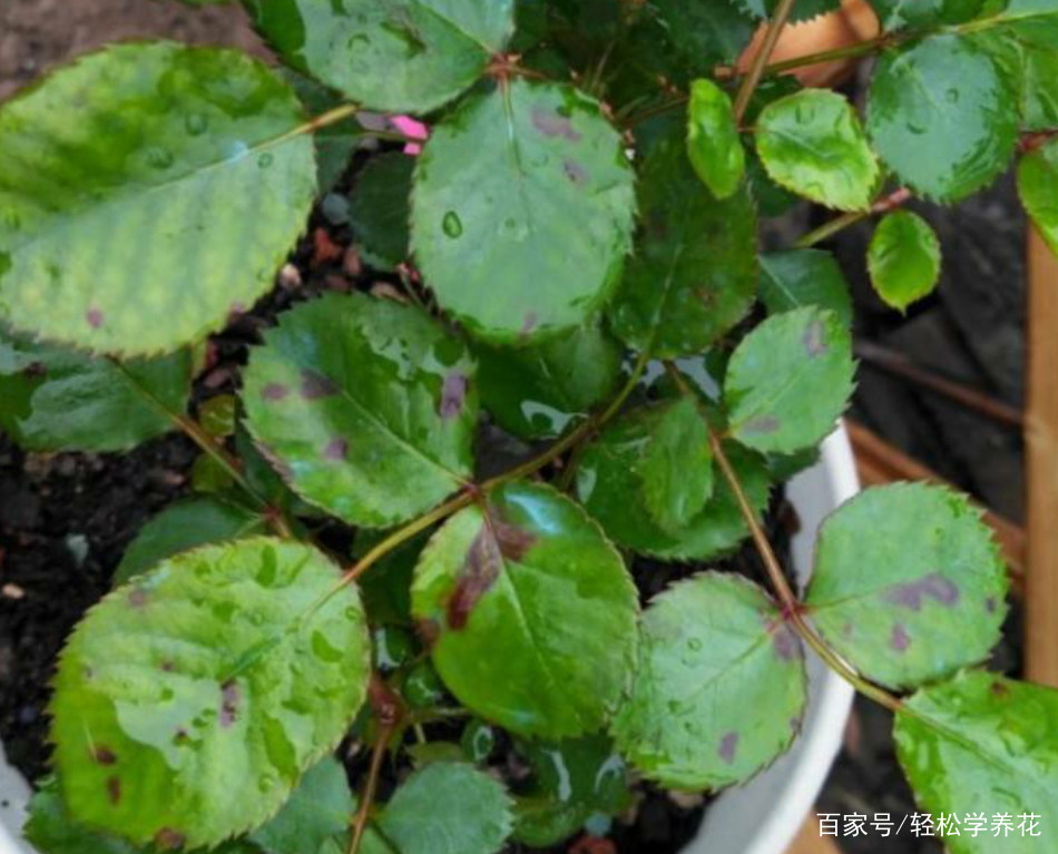春末夏初 月季花防治黑斑 白粉病有方法 安全度夏 远离病害 百科ta说