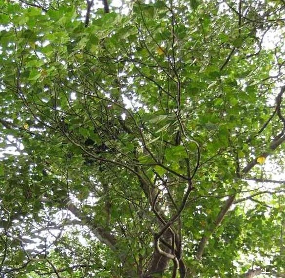 米老排广西125家系