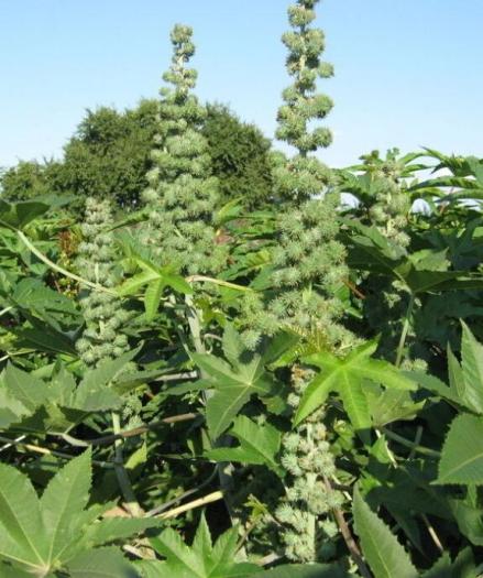 蓖麻（大戟科蓖麻属植物）_百度百科
