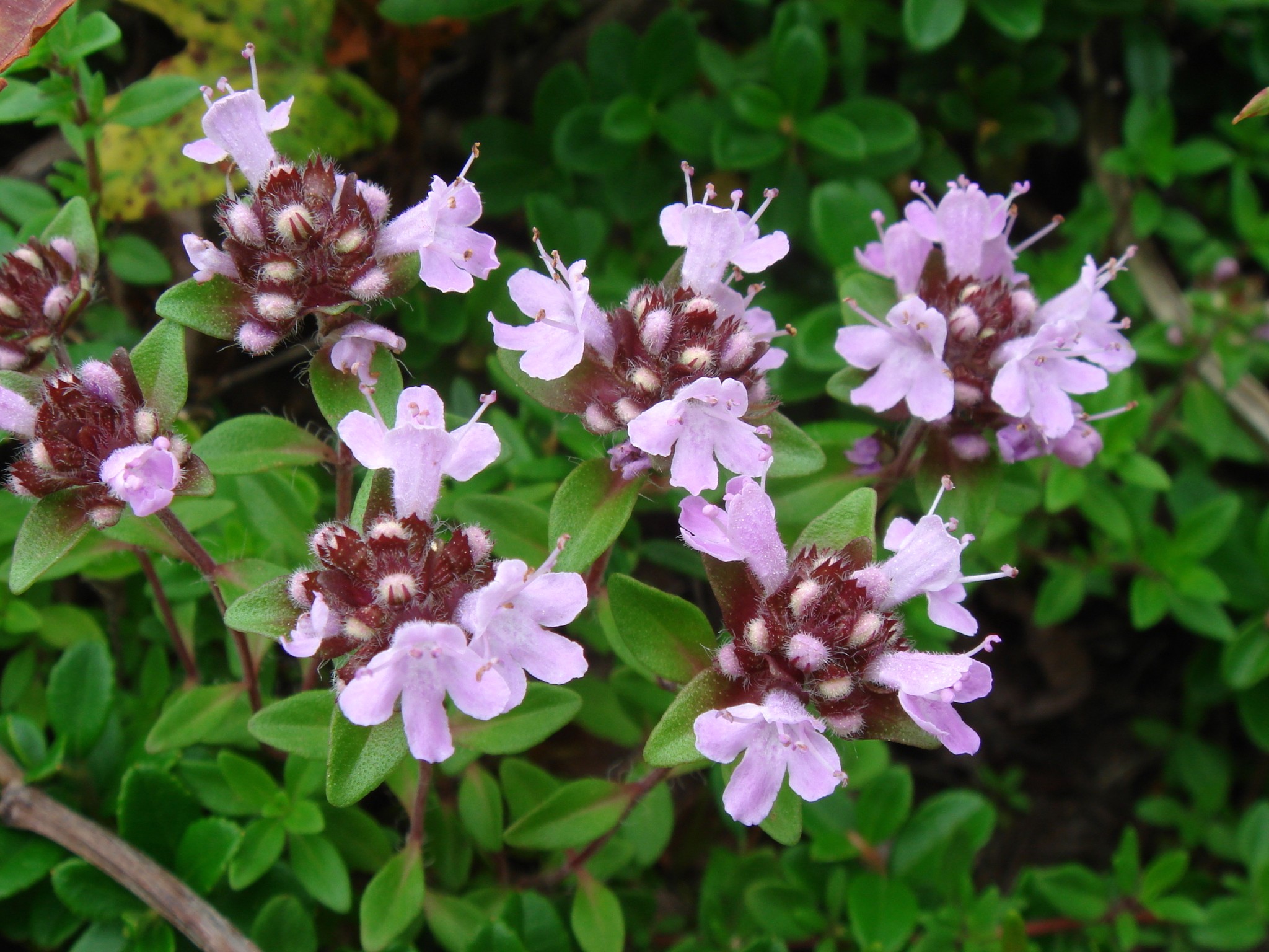  p data-id="tzafgvtnimuq">地椒( i>thymus quinquecostatus /i>