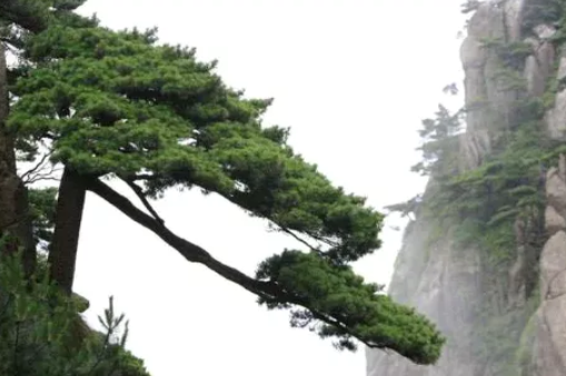 刘祯《赠从弟》：教你另一个角度赏松树_百科TA说