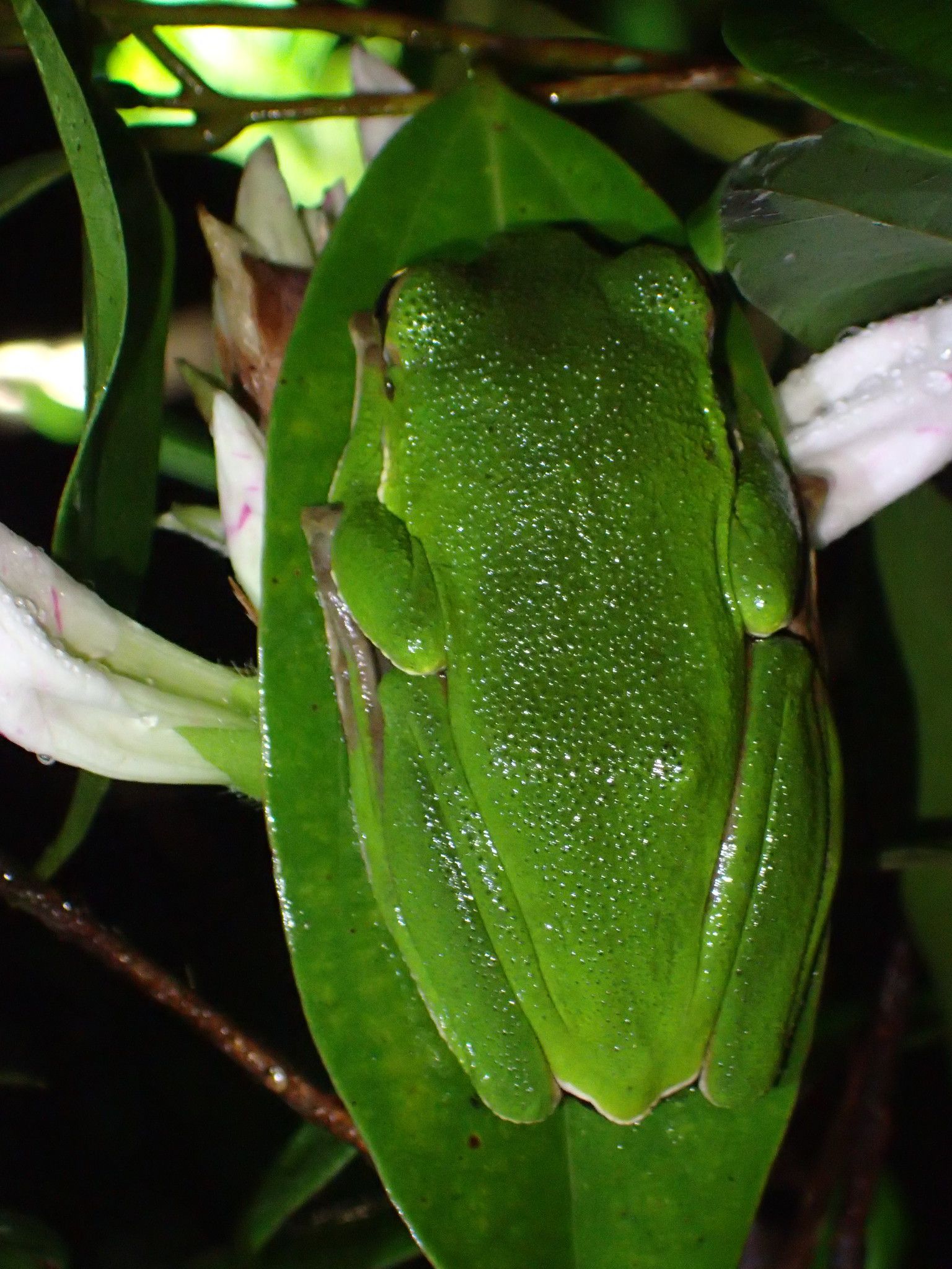  p>台北树蛙(学名: i>zhangixalus /i>  i>taipeianus /i>)是树蛙科