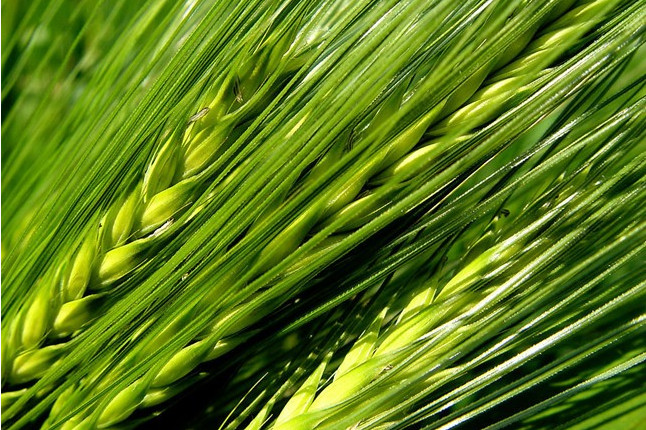  p>钝稃野大麦(学名:hordeum spontaneum)是禾本科大麦属下的一种植物