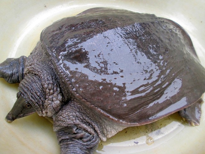  p>山瑞鳖(学名: i>palea steindachneri /i>)是 a href="#" data