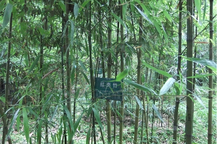  p>红壳箭竹(学名: i>fargesia porphyrea /i>)为禾本科 a target="