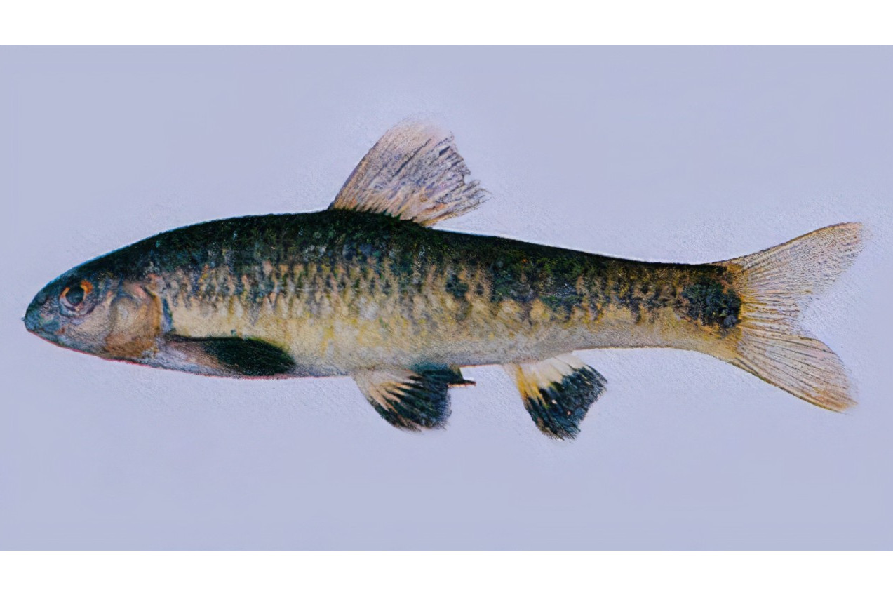  p>克氏黑鳍鳈,鲤科动物,国内分布于黑龙江水系. /p>