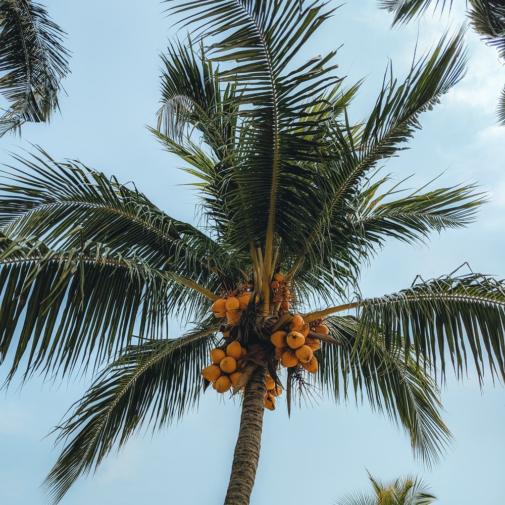  p>椰子(学名: i>cocos nucifera /i> l.