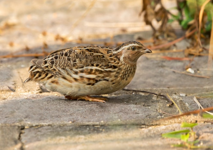  p>鹌鹑(学名: i>coturnix japonica /i>):雉科,鹌鹑属鹑类,体长14-20