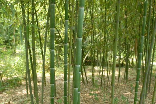 早竹_百度百科